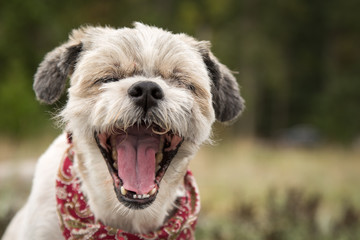 Laughing Dog