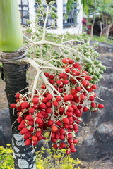Palm tree fruits red in colour, tropical from the philippines