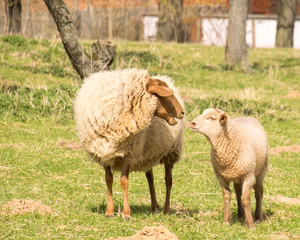 Fototapeta premium Zwei Schafe Mutter mit Kind auf der Weide.
