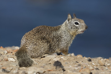 California Ground Squirrel - San Diego, California