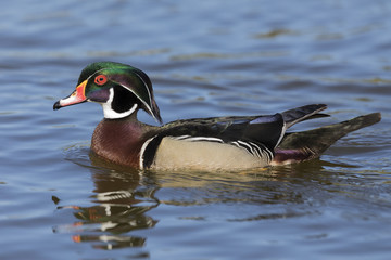 Male Wood Duck - San Diego, California