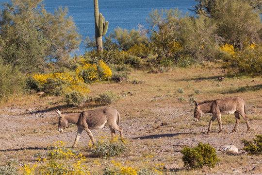 Wild Burros in Spring in Arizona