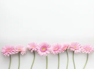 Papier Peint photo autocollant Gerbera Rangée de gerberas roses