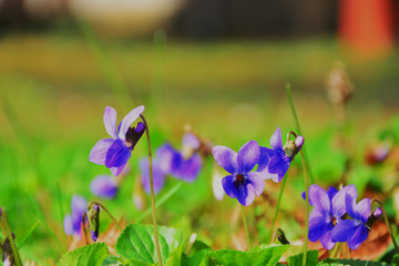 Blooming in spring close-up. Nature background. Sweet Violet, English Violet, Common Violet, or Garden Violet
