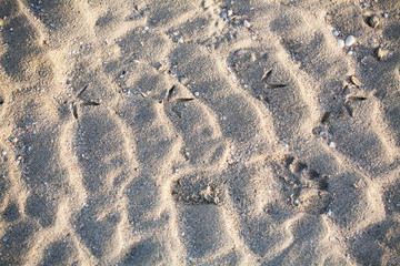 human and bird prints on beach