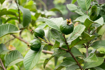 Gauva tree native to the Philippines