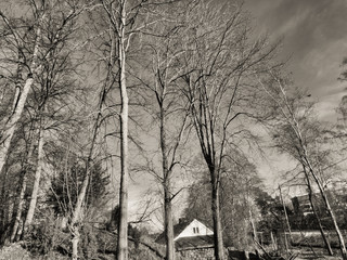 The trees during the winter