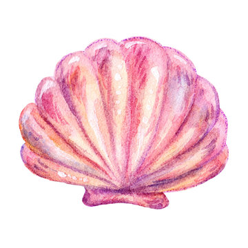 Cartoon marine watercolor red shell illustration icon isolated on white background. Hand draw illustration Perfect for clearance in a marine style Design,textile,nautical element,sea life
