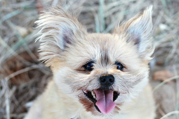 Fluffy Terrier Breed Close Up On Beach Looking At Camera