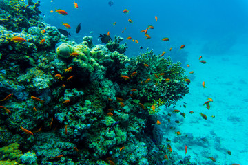 Tropical fishes on the coral reef. Diving