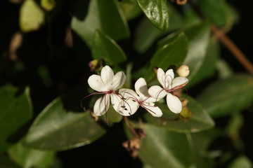 Volkameria inermis