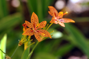Leopardenlilie (Iris domestica, Syn. Belamcanda chinensis)