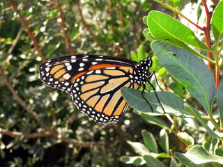 Monarchfalter, Monarch,  (Danaus plexippus)