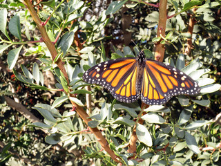 Monarchfalter, Monarch,  (Danaus plexippus)