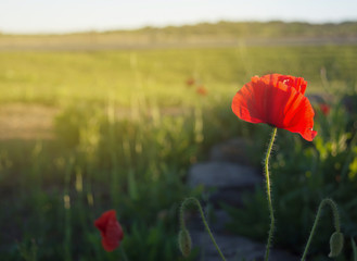 Obraz premium red poppies, wild flowers in spring time with blue sky background, filtered tones