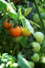 Tomato Growing