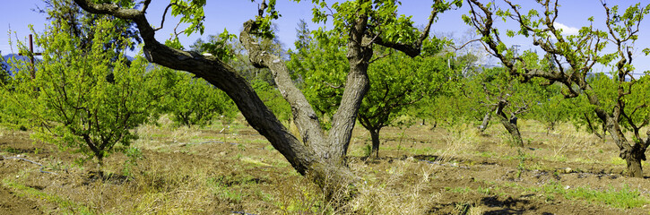 Barren Apricot Orchard