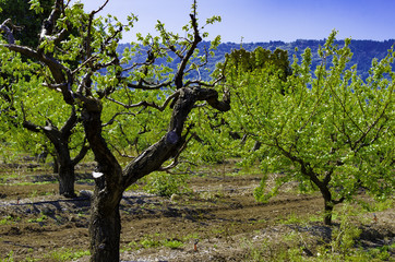 Early Spring Apricot Orchard