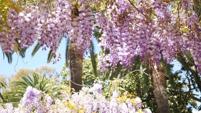 Flowering tree wisteria in Montenegro, the Adriatic and the Balkans.