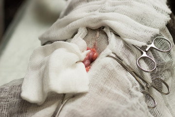 Veterinary, sterilization of a dog of the breed French bulldog, part of the uterus withdrawn from...