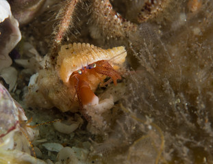 Obraz na płótnie Canvas Hermit Crab