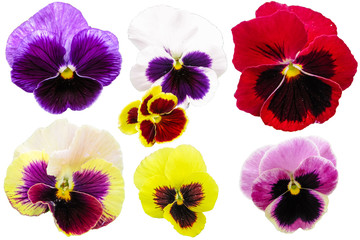 Pansies isolated on white background. Viola tricolor red blue yellow macro closeup