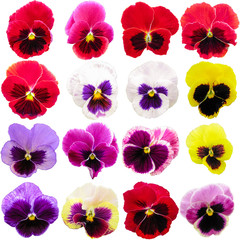 Pansy set isolated on white background. Viola tricolor red blue yellow macro closeup