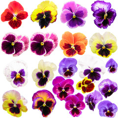 Pansies isolated on white background.