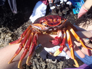 Ilhéus das Formigas. Açores, Portugal
