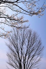 風景/早春の木々