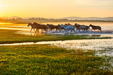 Fototapeta na wymiar The horses on the prairie.