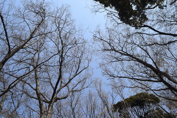 風景/早春の木々