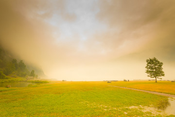 Foggy summer landscape