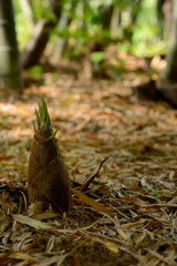 タケノコ　竹林背景
