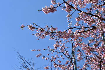 桜と青空