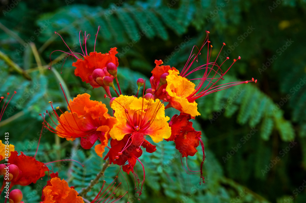 Wall mural Pride of Barbados