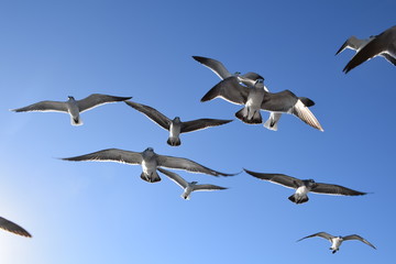 Seagulls flying in the blue sky
