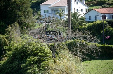 Fototapeta na wymiar Romarias de São Miguel, Açores, Portugal 