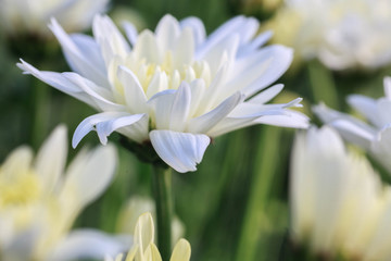 White Chrysanthemum flower.