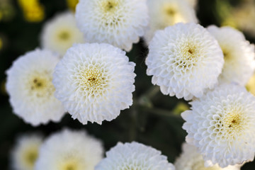 White Chrysanthemum flower.