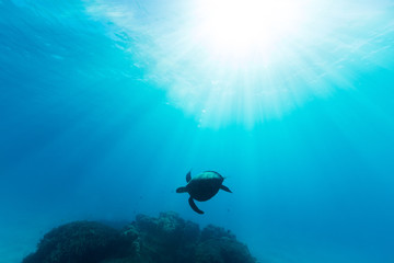 A sea turtle is illuminated by beautiful ethereal sun light as it swims through pristine blue water...
