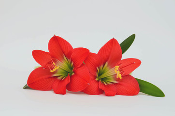 Two red wild flowers. Isolated on white background