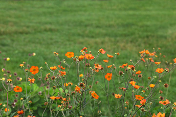 Total Tangerine Avens Flower