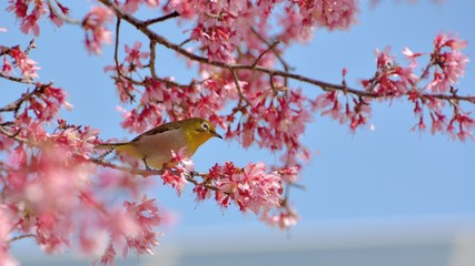 Pink cherry blossoms and Japanese white-eye bird in spring