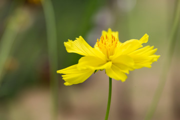 Beautiful yellow flower close up in nature background.