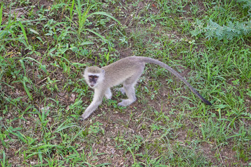 African Wildlife (Zambia) 