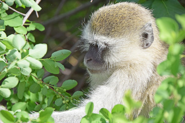 African Wildlife (Zambia) 