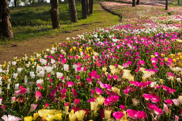 リビングストンデージーの咲く道