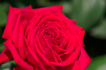 真紅のバラ