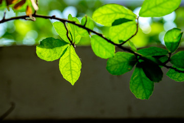 sunlight on the green leaf